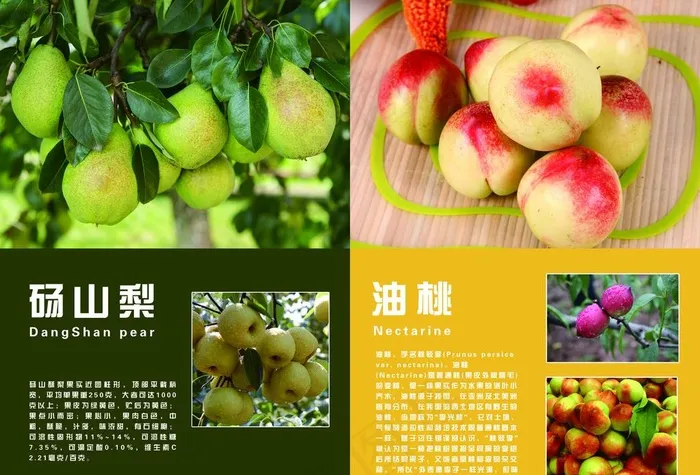 画册内页图片(5008X3555(DPI:300))psd模版下载