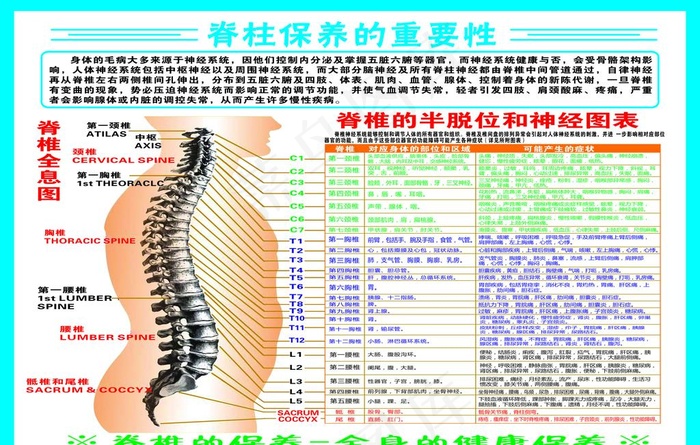 脊柱保养图片cdr矢量模版下载