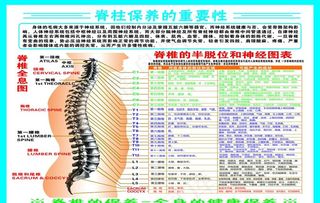 脊柱保养图片