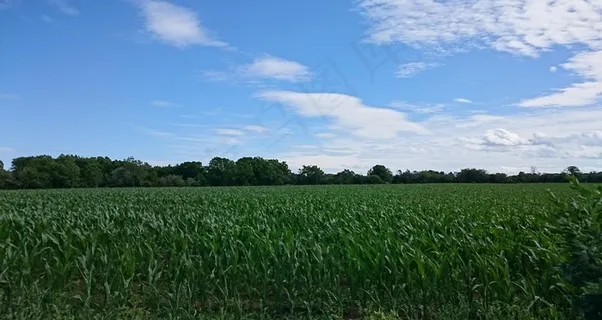 玉米地田园图片 玉米地田园图片