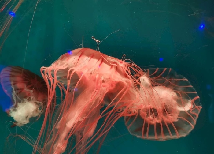 水母图片