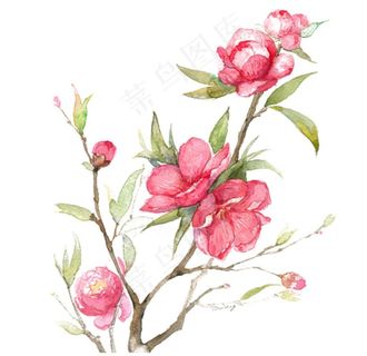桃花图片 桃花图片