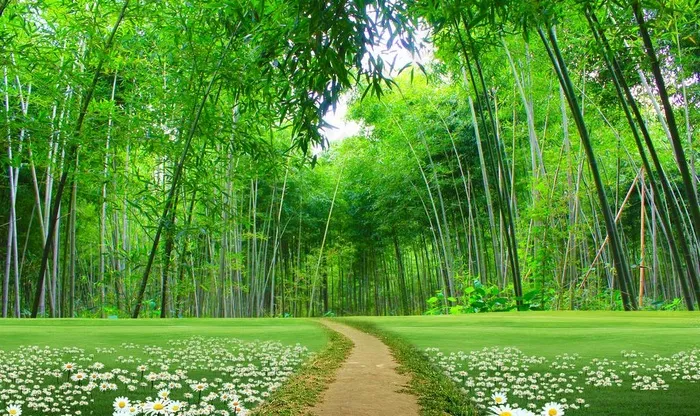 草地竹林图片(9071X5669(DPI:72))psd模版下载