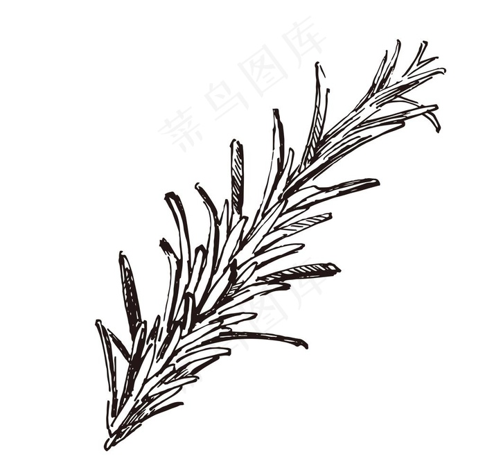 素描鲜花图片eps,ai矢量模版下载
