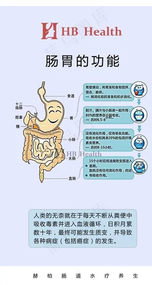 肠道养生图片