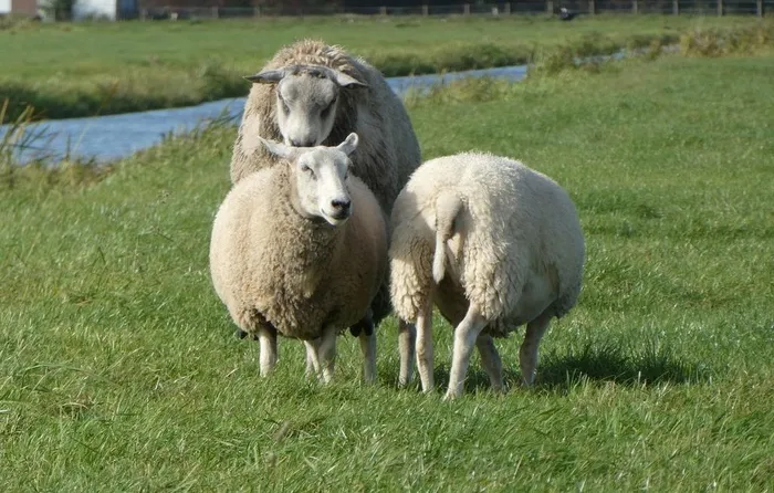 羊群绵羊养殖散养图片