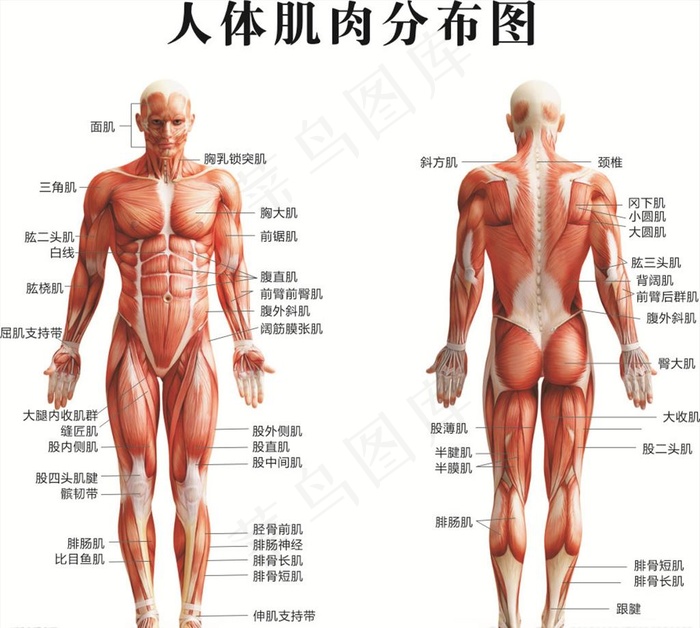 人体肌肉分布图图片cdr矢量模版下载