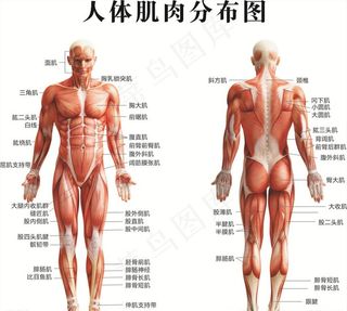 人体肌肉分布图图片