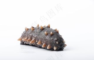 即食海参泡发细节图片