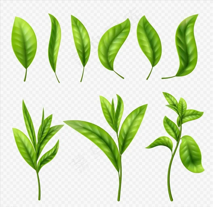 叶子图片ai矢量模版下载