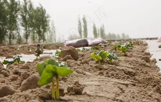棉苗初长成图片