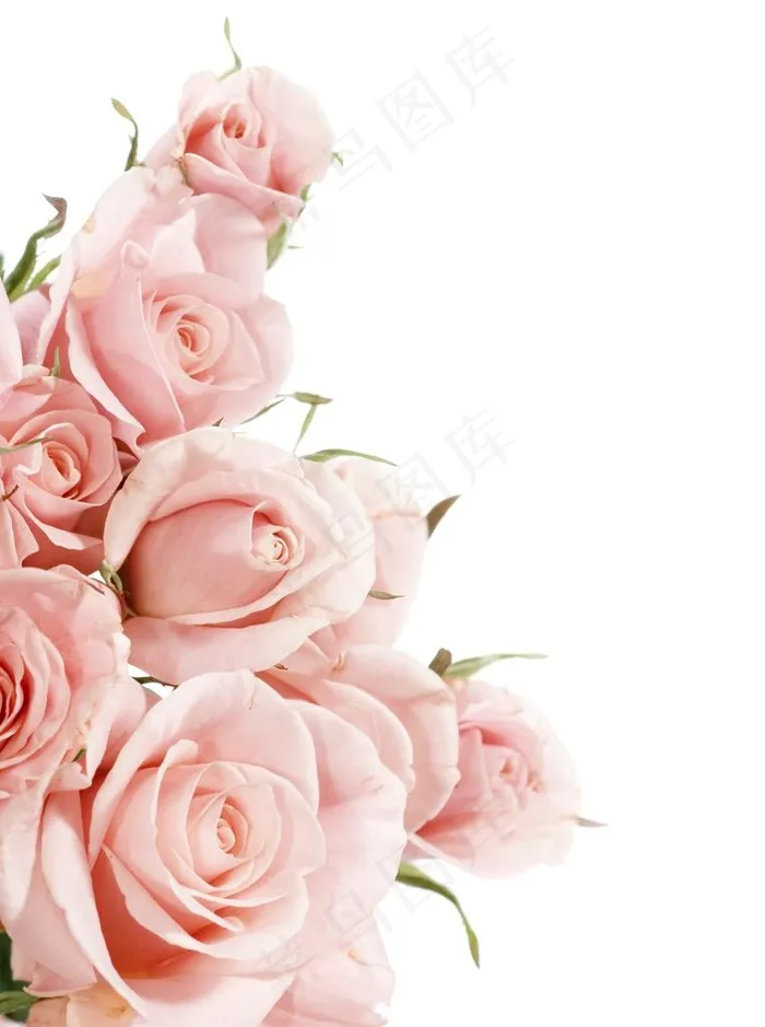 粉色玫瑰花图片