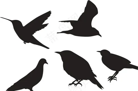 鸟剪影图片