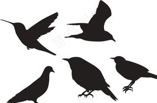 鸟剪影图片