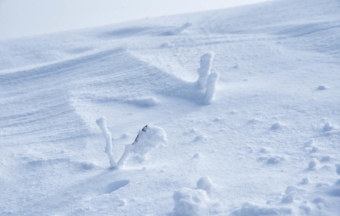 雪地 雪景图片