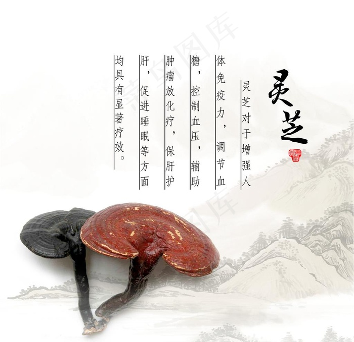 灵芝海报图片(3780X3780(DPI:274))psd模版下载