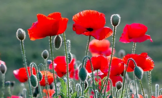 虞美人图片 虞美人图片