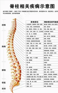 脊柱相关疾病示意图图片