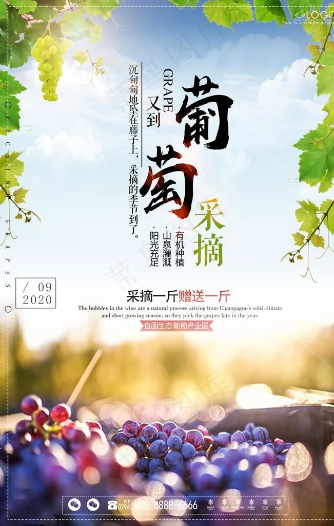 葡萄图片(3543X5315(DPI:150))psd模版下载