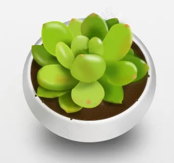 多肉植物和花盆图片