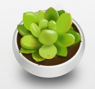 多肉植物和花盆图片