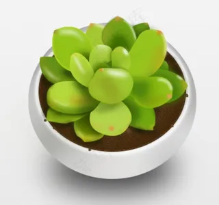 多肉植物和花盆图片