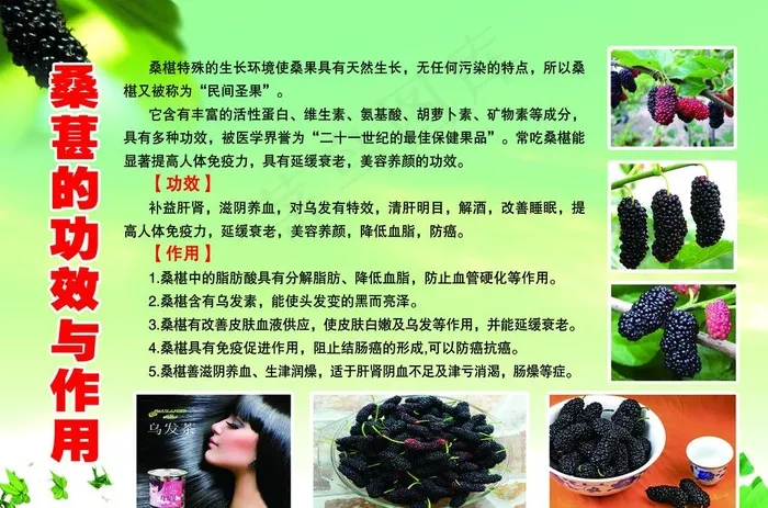 桑椹的功效与作用图片(5118X3543(DPI:200))psd模版下载