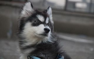 犬 阿拉斯加图片