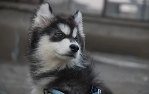 犬 阿拉斯加图片 犬 阿拉斯加图片
