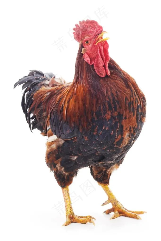 鸡图片