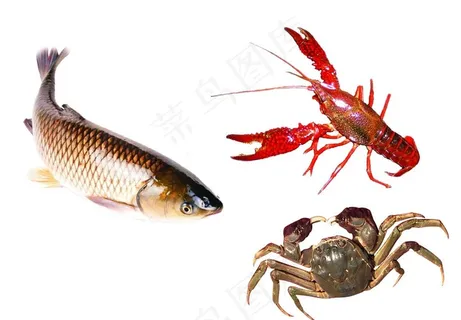鱼虾蟹图片