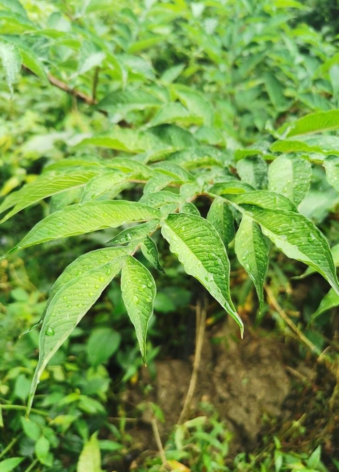 魔芋图片