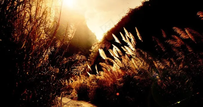 路过的芦苇丛图片