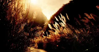 路过的芦苇丛图片