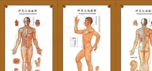 中医 针灸穴位挂图图片