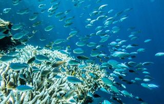 浮潜 珊瑚 鱼图片