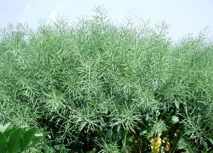 油菜图片