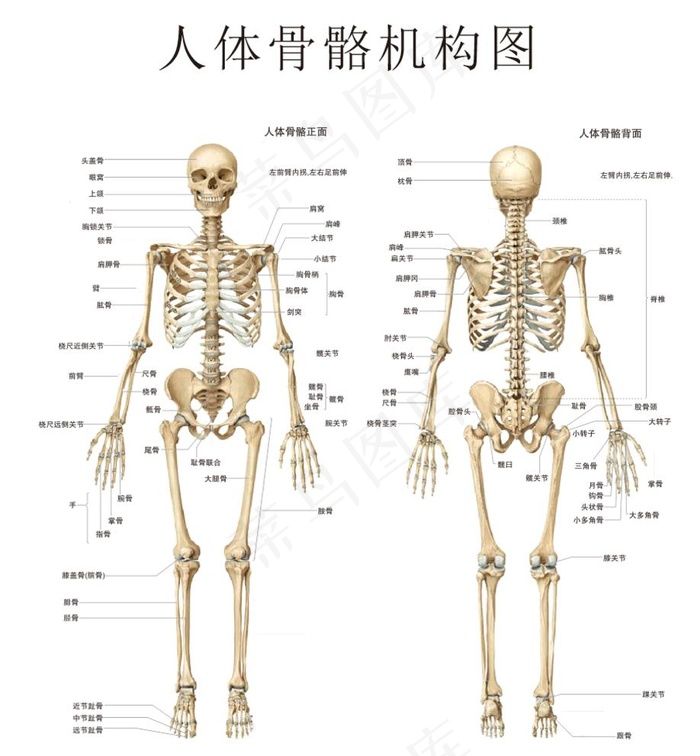 人体骨骼结构图图片cdr矢量模版下载