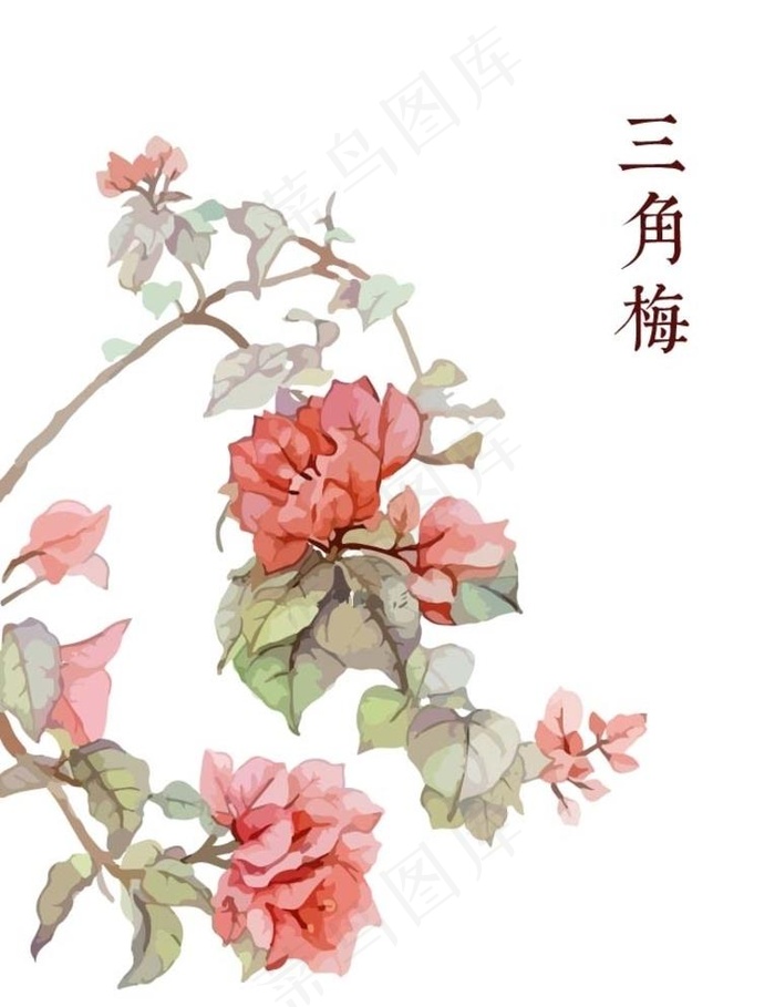 手绘粉色花三角梅叶子花图片