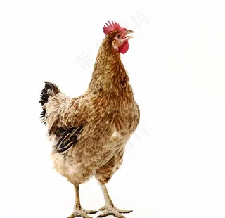 鸡图片