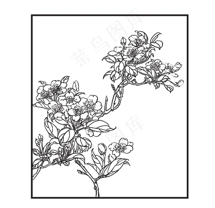 梨花图片