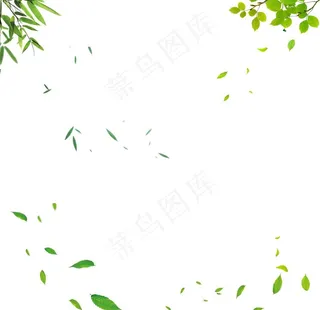 叶子图片