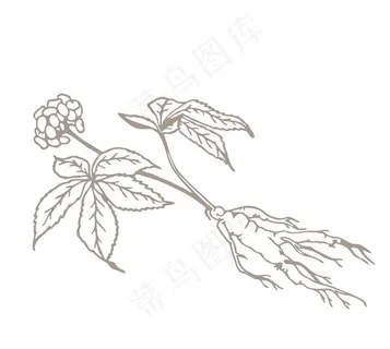 人参花期图片 人参花期图片