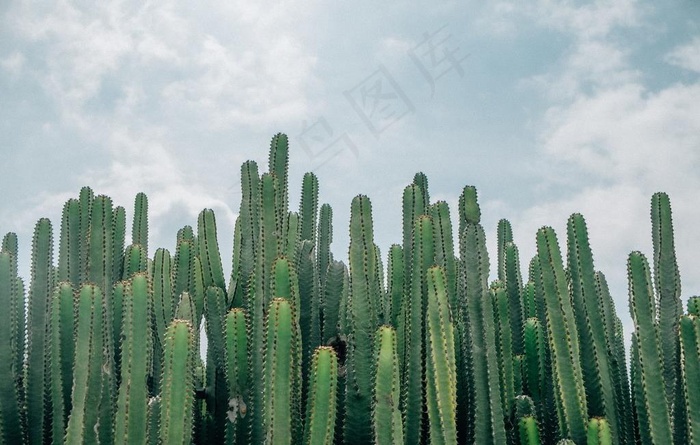 仙人掌仙人掌花图片