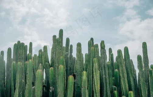 仙人掌仙人掌花图片 仙人掌仙人掌花图片