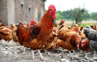 散养鸡图片