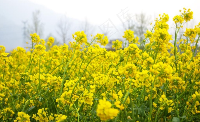 油菜花图片