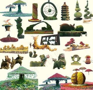 各种造型植物图片