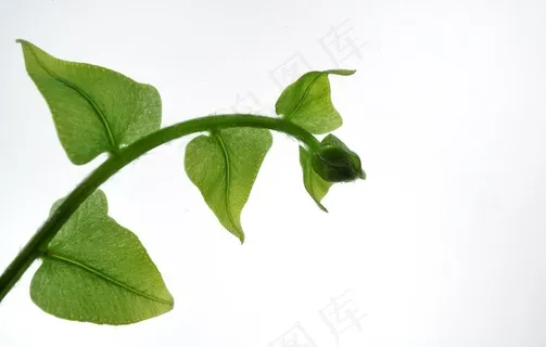 叶子图片