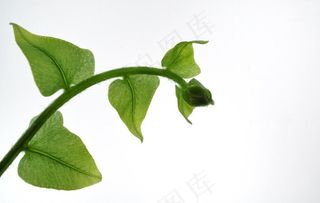 叶子图片